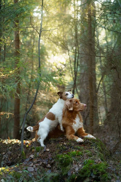 Zwei Hunde zusammen im Wald. Enten-Retriever Jack Russell Terrier in der Natur. Haustierfreundschaft — Stockfoto
