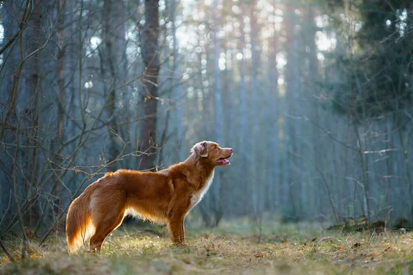 Cão vermelho na floresta. Nova Escócia Duck Tolling Retriever na natureza. Caminhe com um animal de estimação — Fotografia de Stock