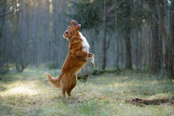 Red dog in forest. Nova Scotia Duck Tolling Retriever in nature. Walk with a pet — Stock Photo, Image