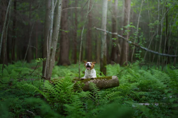 Perro en el helecho. Jack Russell terrier escondido detrás de las hojas —  Fotos de Stock