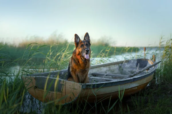 Chien dans le bateau. Berger allemand dans la nature — Photo