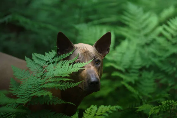 O cão espreita das folhas. Thai Ridgeback na natureza, na floresta — Fotografia de Stock