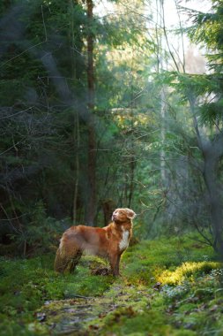 Ormandaki kırmızı köpek. Doğadaki Nova Scotia Duck Tolling Retriever. Evcil bir hayvanla yürü