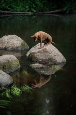 Köpek suda bir taşın üzerine oturur. Thai Ridgeback doğada, ormanda