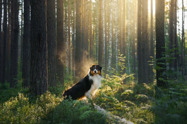 Perro en un bosque. Pastor australiano en la naturaleza. Paisaje con una mascota. —  Fotos de Stock