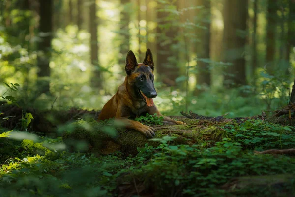 Cão na floresta. Malinois na natureza. animal de estimação ao ar livre — Fotografia de Stock