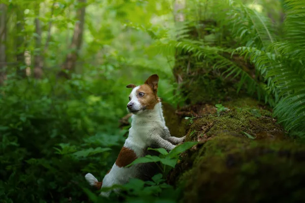 Pies w paproci. Jack Russell Terrier chowa się za liśćmi — Zdjęcie stockowe