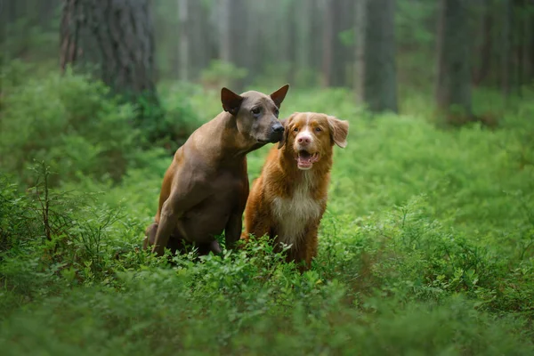 Två hundar i skogen. Relationer mellan Thai Ridgeback och Nova Scotia Duck Tolling Retriever — Stockfoto