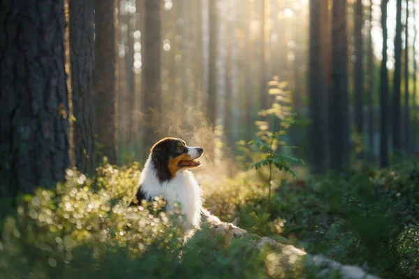 森の中の犬。オーストラリアの羊飼い自然の中で。ペットとの風景. — ストック写真