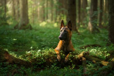 Ormandaki köpek. Malinois doğada. evcil hayvan