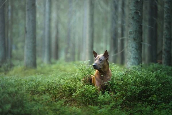 Perro en el bosque. pelirroja tailandesa ridgeback en la naturaleza. —  Fotos de Stock