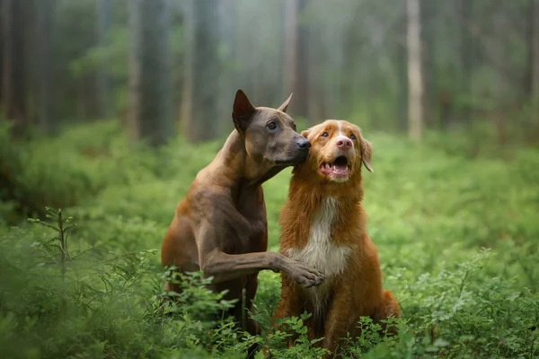 Dois cães na floresta. Relações entre Thai Ridgeback e Nova Scotia Duck Tolling Retriever — Fotografia de Stock