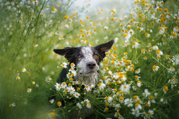Dog in a field of daisies. Border collie in nature. — Stock Photo, Image