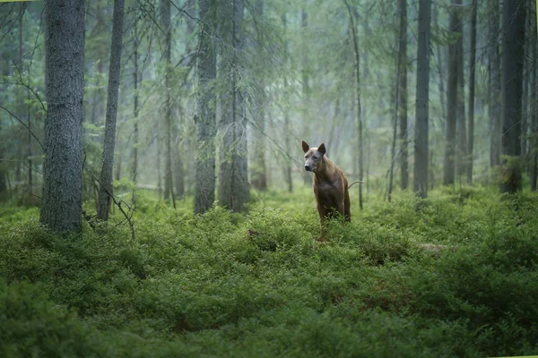 Hund i skogen. Rödhårig Thai Ridgeback i naturen. — Stockfoto