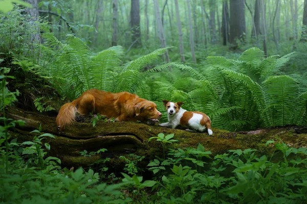 Dois cães juntos na floresta. Nova Escócia Duck Tolling Retriever e um Jack Russell Terrier — Fotografia de Stock