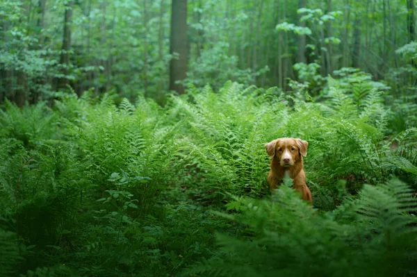 Dog in the fern. Nova Scotia Duck Tolling Retriever in the forest. Tropics. Traveling with your pet — Stock Photo, Image