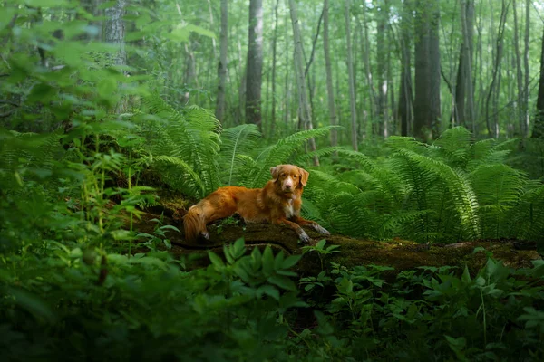 Hond in de varen. Nova Scotia Duck Tolling Retriever in het bos. Tropen. Reizen met uw huisdier — Stockfoto