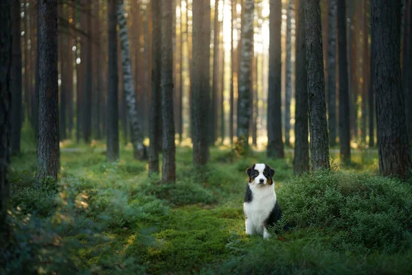 Perro en un bosque. Pastor australiano en la naturaleza. Paisaje con una mascota. —  Fotos de Stock