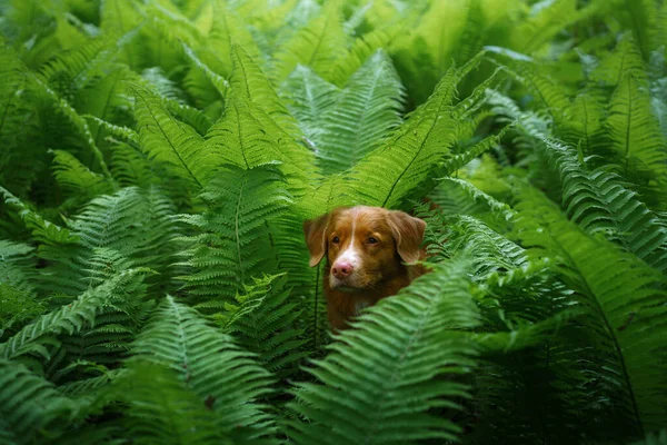 Perro en el helecho. Nova Scotia Duck Tolling Retriever en el bosque. Trópicos. Viajar con tu mascota — Foto de Stock