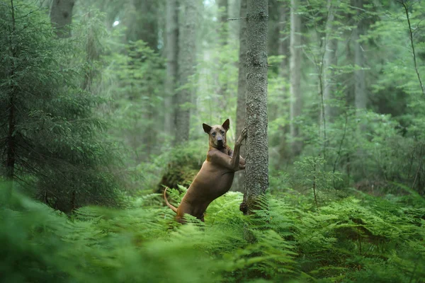 Anjing di hutan. Berambut merah Thai Ridgeback di alam. — Stok Foto