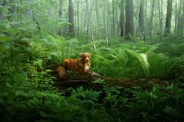 Σκύλος στη φτέρη. Νέα Scotia Duck Tolling Retriever στο δάσος. Tropics. Ταξιδεύοντας με το κατοικίδιο ζώο σας — Φωτογραφία Αρχείου