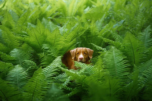 Dog in the fern. Nova Scotia Duck Tolling Retriever in the forest. Tropics. Traveling with your pet — Stock Photo, Image