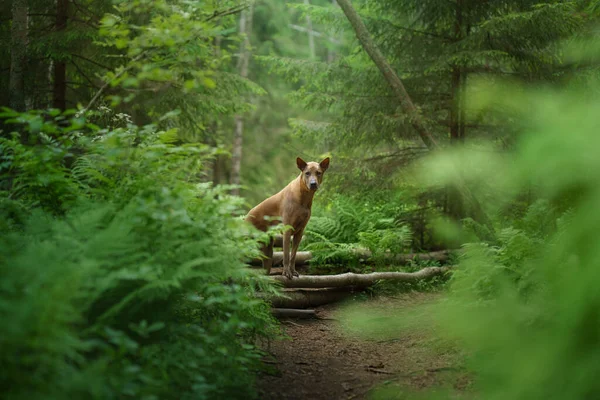 Ormandaki köpek. Kızıl saçlı Tayland sırtlı doğada. — Stok fotoğraf