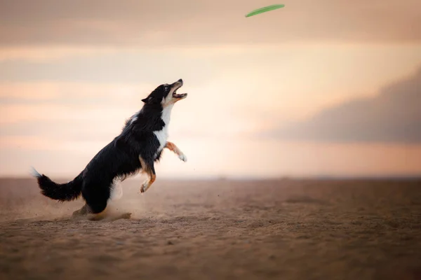 Cane cattura un disco sulla spiaggia. collie di confine in natura — Foto Stock