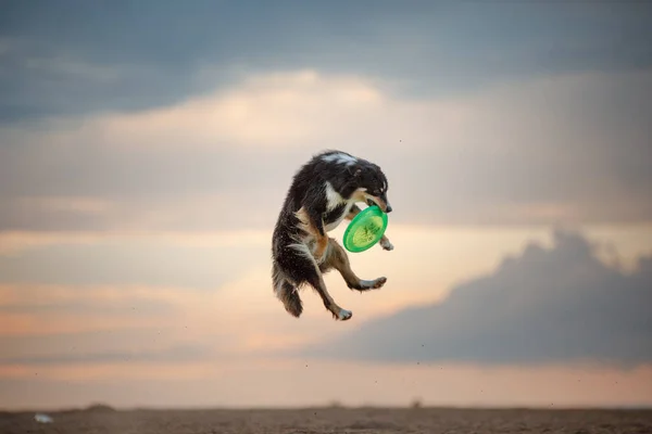Perro atrapa un disco en la playa. frontera collie en la naturaleza — Foto de Stock