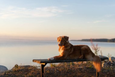  Köpek bankta oturur ve göle bakar. Nova Scotia Ördek Tolling Retriever Sabah açık havada
