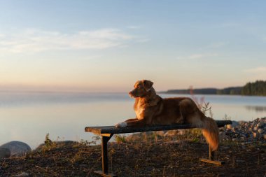  Köpek bankta oturur ve göle bakar. Nova Scotia Ördek Tolling Retriever Sabah açık havada