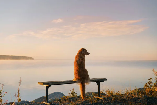 Cane si siede su una panchina e guarda il lago. Nova Scotia Duck Tolling Retriever al mattino all'aperto — Foto Stock