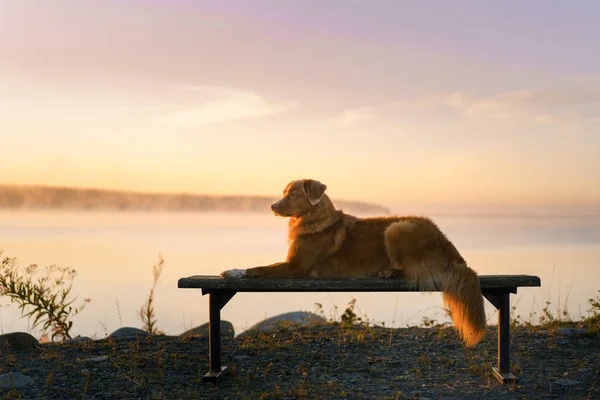 O cão senta-se em um banco e olha para o lago. Nova Scotia Duck Tolling Retriever na parte da manhã ao ar livre — Fotografia de Stock