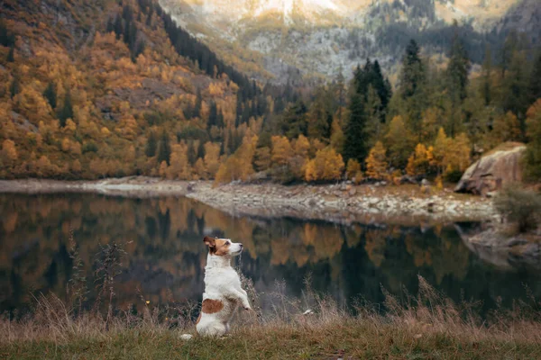 Hund am Bergsee im Herbst. Mit Jack Russell Terrier in die Natur — Stockfoto