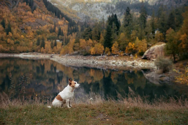 Perro en el lago de montaña en otoño. Viaja con Jack Russell Terrier a la naturaleza — Foto de Stock