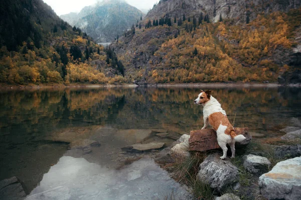 Perro en el lago de montaña en otoño. Jack Russell Terrier está parado sobre una piedra — Foto de Stock