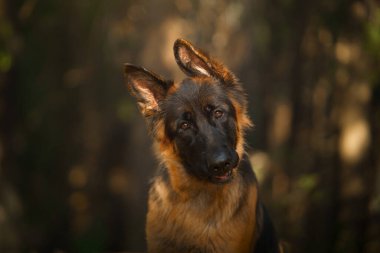 Ormanda bir Alman çoban köpeğinin portresi. Doğadaki köpek.