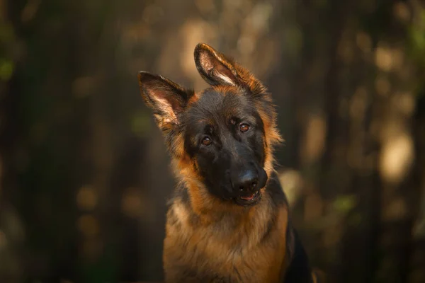 森の中のドイツの羊飼いの犬の肖像画です。自然界の犬 — ストック写真