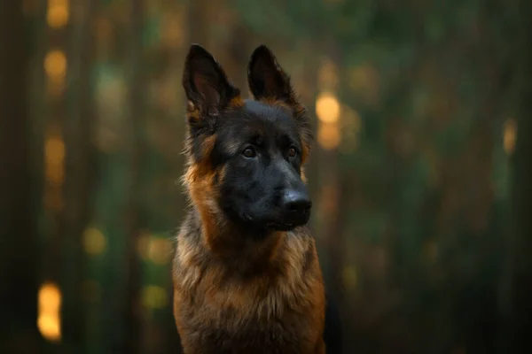 森の中のドイツの羊飼いの犬の肖像画です。自然界の犬 — ストック写真