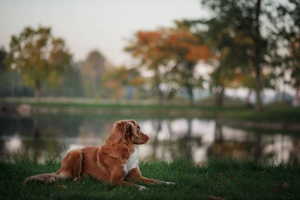 Pies jesienią na jeziorze. Pet na spacer. Nova Scotia Duck Tolling Retriever — Zdjęcie stockowe