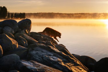  Göldeki köpek. Nova Scotia Ördek Tolling Retriever Sabah açık havada