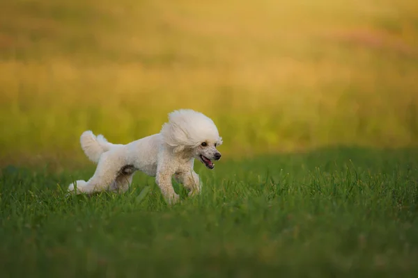 Pes běží s hračkou. malý bílý pudl hraje s míčkem. — Stock fotografie