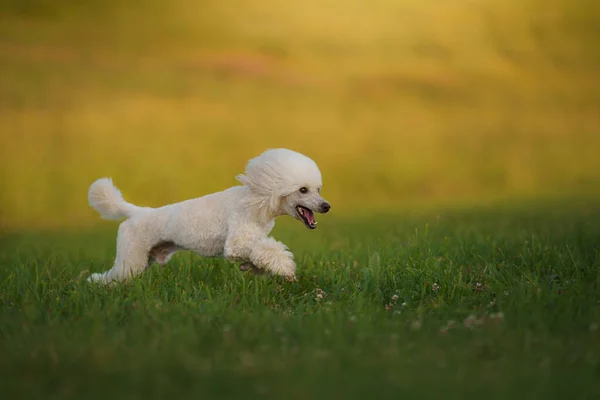 De hond rent met een speeltje. kleine witte poedel speelt met een bal. — Stockfoto