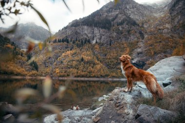 Dağ gölündeki bir taşın üzerindeki köpek. Sonbahar havası. Nova Scotia Ördek Tolling Retriever doğa arka planında