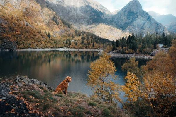 山の湖の石の上に犬。秋の気分。ノバスコシアダックは自然を背景に取得します — ストック写真