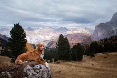 Dağlardaki köpek. Nova Scotia Duck Tolling Retriever gün batımında kayaların zirvesinde. - Evet. Evcil bir hayvanla yürüyüş.
