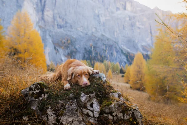 Anjing di pegunungan. Nova Scotia Duck Tolling Retriever berada di puncak batu saat matahari terbenam. .. Jalan-jalan dengan hewan peliharaan — Stok Foto