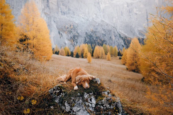 Σκύλος στα βουνά. Nova Scotia Duck Tolling Retriever στην κορυφή των βράχων στο ηλιοβασίλεμα. . Πεζοπορία με ένα κατοικίδιο ζώο — Φωτογραφία Αρχείου