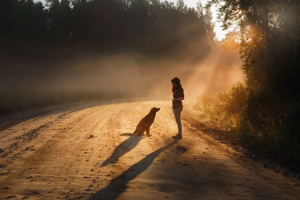 dog in the morning sun. Landscape with a pet. Nova Scotia Duck Tolling Retriever in nature