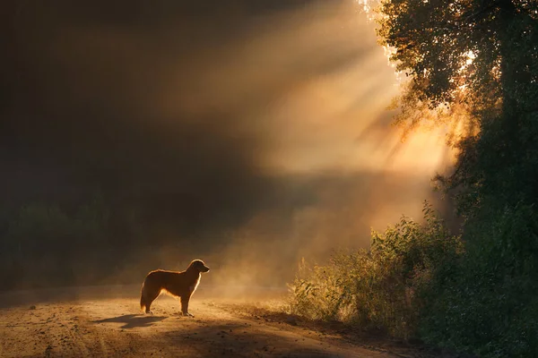 dog in the morning sun. Landscape with a pet. Nova Scotia Duck Tolling Retriever in nature